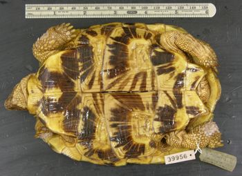 Media type: image; Herpetology R-39956